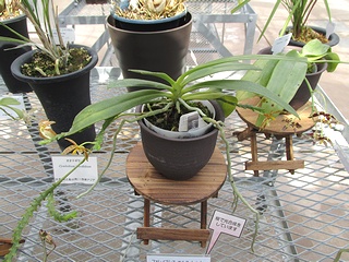 Phalaenopsis_cornu-cervi02.jpg