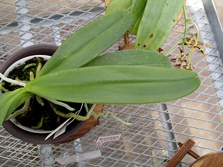 Phalaenopsis_cornu-cervi03.jpg
