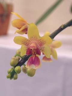 Phalaenopsis_deliciosa_hookeriana01.jpg