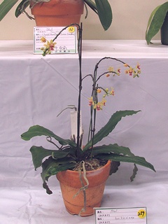 Phalaenopsis_deliciosa_hookeriana02.jpg