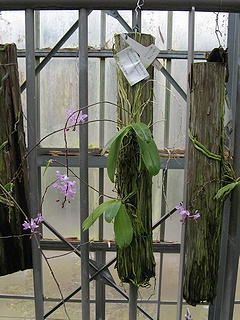 Phalaenopsis_equestris03.jpg