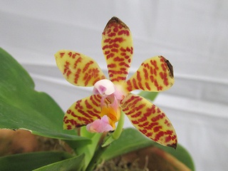 Phalaenopsis_fasciata01.jpg