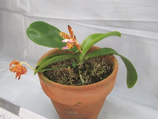 Phalaenopsis_fasciata02.jpg