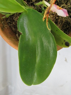 Phalaenopsis_fasciata03.jpg