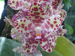 Phalaenopsis_gigantea01.jpg