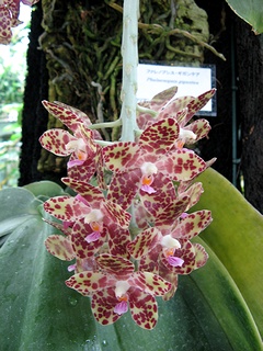 Phalaenopsis_gigantea02.jpg