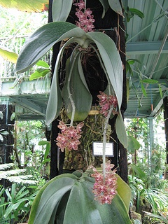 Phalaenopsis_gigantea03.jpg