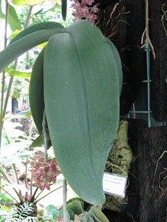 Phalaenopsis_gigantea04.jpg