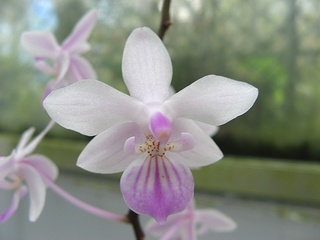 Phalaenopsis_lindenii01.jpg