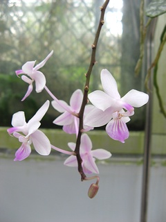Phalaenopsis_lindenii02.jpg