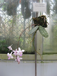 Phalaenopsis_lindenii03.jpg