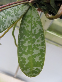 Phalaenopsis_lindenii04.jpg