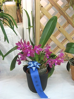 Phalaenopsis_lueddemanniana02.jpg