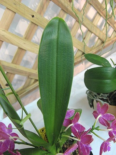 Phalaenopsis_lueddemanniana03.jpg