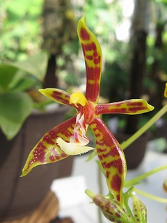 Phalaenopsis_mannii01.jpg