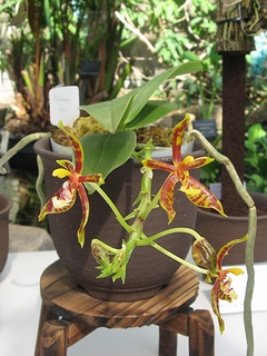Phalaenopsis_mannii02.jpg