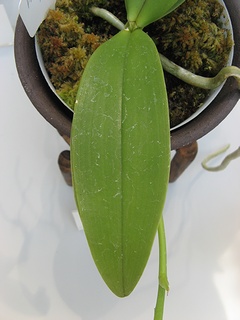 Phalaenopsis_mannii03.jpg