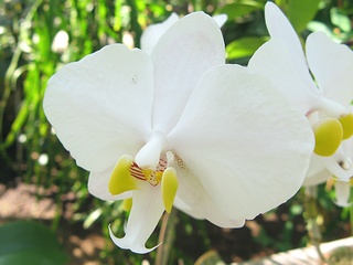 Phalaenopsis_philippinensis01.jpg
