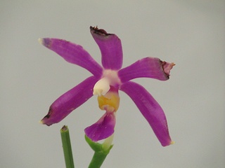 Phalaenopsis_pulchra01.jpg