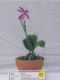 Phalaenopsis_pulchra02.jpg