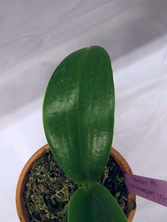 Phalaenopsis_pulchra03.jpg