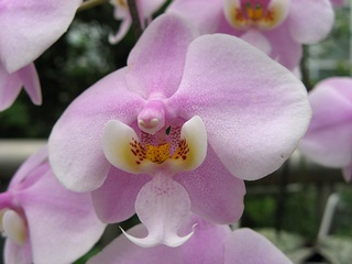 Phalaenopsis_schilleriana02.jpg