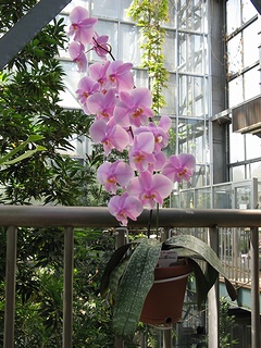 Phalaenopsis_schilleriana03.jpg