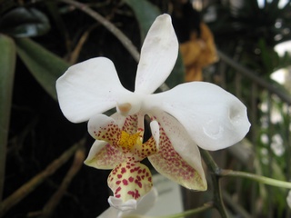 Phalaenopsis_stuartiana01.jpg