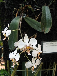 Phalaenopsis_stuartiana02.jpg