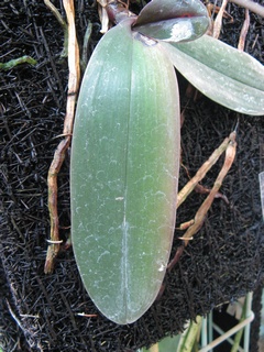 Phalaenopsis_stuartiana03.jpg