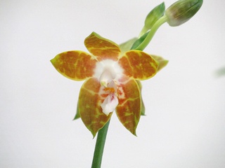 Phalaenopsis_venosa01.jpg