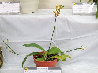 Phalaenopsis_venosa02.jpg