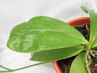 Phalaenopsis_venosa03.jpg