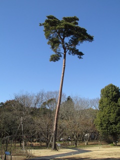 Pinus_densiflora06.jpg