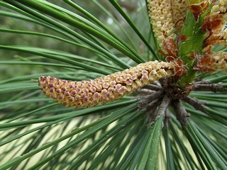 Pinus_taeda01.jpg