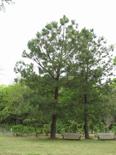 Pinus_taeda02.jpg