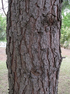 Pinus_taeda04.jpg