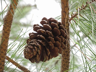 Pinus_taeda05.jpg
