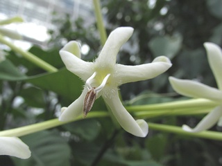 Posoqueria_latifolia02.jpg