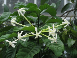 Posoqueria_latifolia04.jpg