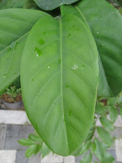 Posoqueria_latifolia06.jpg