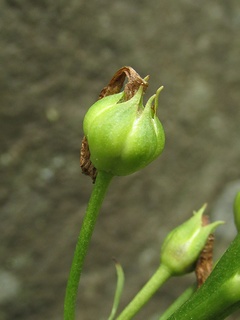 Primula_japonica12.jpg