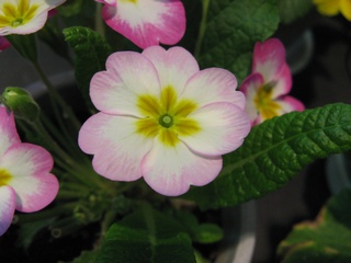 Primula_polyantha04.jpg