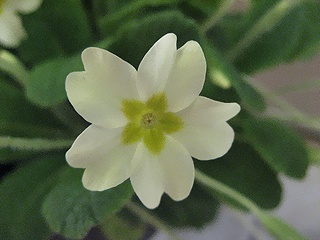 Primula_vulgaris01.jpg