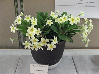 Primula_vulgaris02.jpg