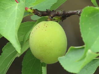Prunus_armeniaca_ansu11.jpg
