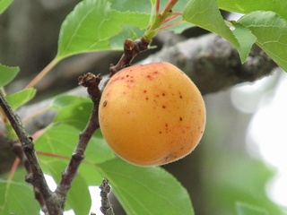 Prunus_armeniaca_ansu12.jpg