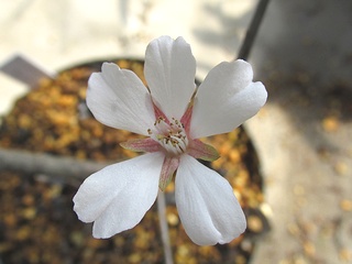 Prunus_incisa_ bukosanensis05.jpg