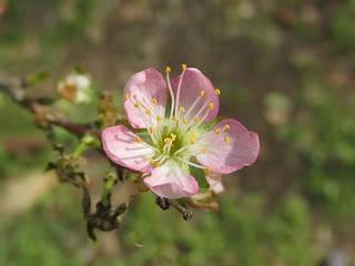 Prunus_japonica01.jpg