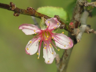 Prunus_japonica02.jpg